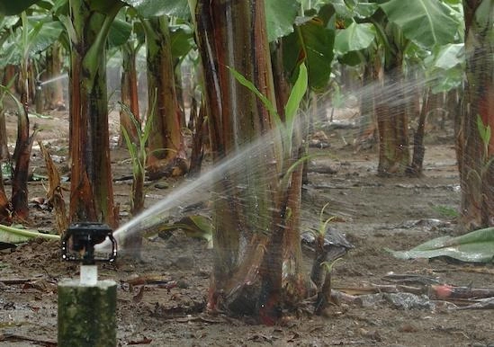 LF 2400 Vollkreisregner von Rain Bird zur Bewässerung von Bananen