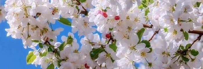 kirschblüten 2
